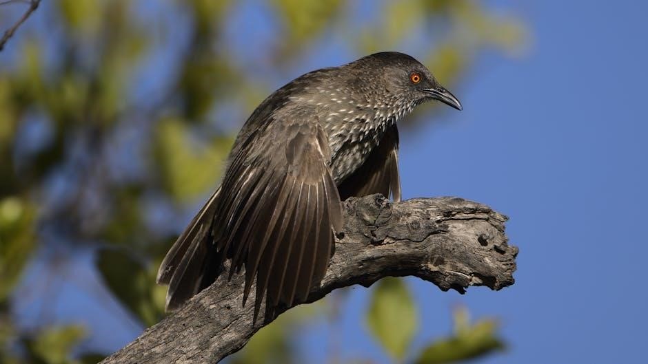 birds mexico field guide birds mexico field guide
